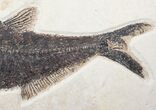 Diplomystus Fish Fossil - Wyoming #13094-3